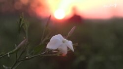 په مصر کې د یاسمین ګلانو کم پیداوار د عطرو کاروبار اغېزمن کړی
