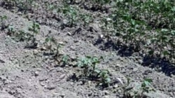 Çärjewde gowaça bu ýyl giç ýetişýär