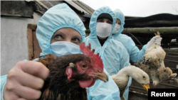 Izbijanje ptičje gripe na Krimu (arhivska fotografija)
