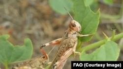 Марокко чегирткеси.