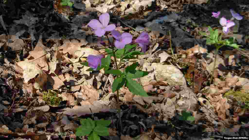 У дубовому лісі розцвіла зубниця п'ятилиста, яку також називають сердечником п'ятилистим. Це лікарська рослина
