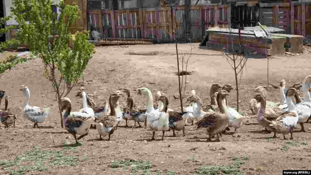 Гуси на сільському подвір'ї