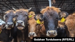 Иллюстративное фото.