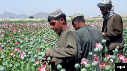 Harvesting poppies on the outskirts of Kandahar