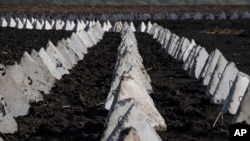 Украинанын Харьков облусу менен чектешкен жердеги орус армиясынын "ажыдаардын тиши" деп аталган танктан коргонуу тилкеси, 17-апрель, 2024. 