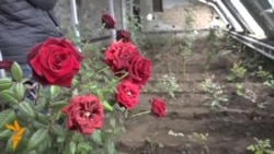 Нарын: кышта гүлдөгөн роза