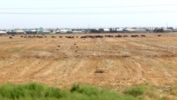 Türkmenistan bugdaý planyny 'doldy', synçylar daýhanlaryň bähbitleriniň propaganda 'gurban edilýändigini' aýdýarlar