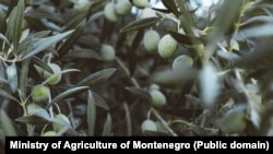 Plod masline u dozrijevanju