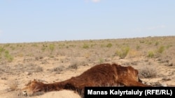 Кургакчылыктын азабын тарткан Маңгыштоо облусунун Акшымырау айылынын жанынан тартылган сүрөт. 15-июль, 2021-жыл.