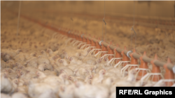 „ჩირინას“ ქათმის ფერმა