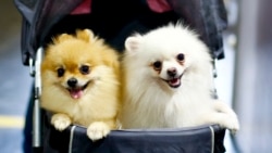 илустрација