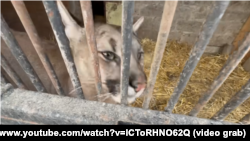 Пума. Олег Зубков вывез животное в Крым. Запорожская область, город Васильевка, 2025 год