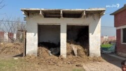 د نوښار د باباجي روغتون بد حالت: څاروي پکې تړلي دي