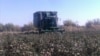 Хлопковое поле, Туркменистан  