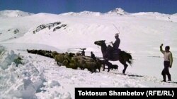  Нарынская область. 20 июня 2013 года.